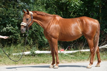 Typvolle fuchsfarbene Stute mit besten Anlagen für Sport, Freizeit und Zucht, Kerstin Rehbehn (Pferdemarketing Ost), Horses For Sale, Nienburg