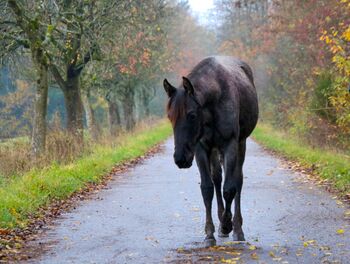 Typvolle Quarter Horse Stute in blue roan