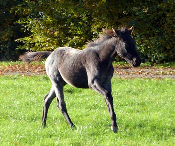 Typvolle Quarter Horse Stute in blue roan, Kerstin Rehbehn (Pferdemarketing Ost), Horses For Sale, Nienburg