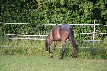 Typvolle Quarter Horse Stute in blue roan