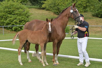 Typvolles Stutfohlen, Jährlingsstute,Nachwuchs Dressurpferd, Sonja Fehringer, Horses For Sale, Waldburg