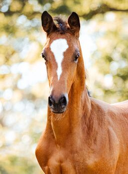 Typvolles Trakehner Stutfohlen mit starken Bewegungen, Kerstin Rehbehn (Pferdemarketing Ost), Konie na sprzedaż, Nienburg