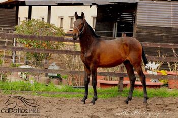 Typvolles 1 jähriges PRE Stutfohlen - Pedigree "SOTO GIL", Thomas Adams (Caballos PRE), Konie na sprzedaż, Bell