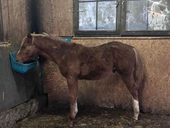 Typvoller Quarter Horse Youngster mit Top-Abstammung