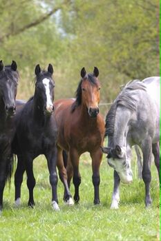 Typvoller Quarter Horse Hengst mit mega Bewegungen