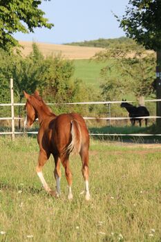 Typvoller Quarter Horse Hengst mit toller Zeichnung