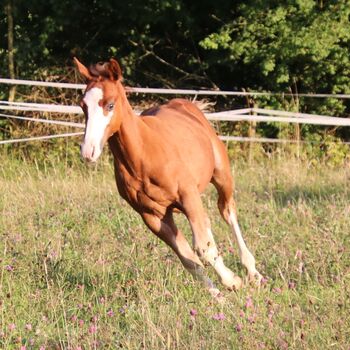 Typvoller Quarter Horse Hengst mit toller Zeichnung, Kerstin Rehbehn (Pferdemarketing Ost), Konie na sprzedaż, Nienburg