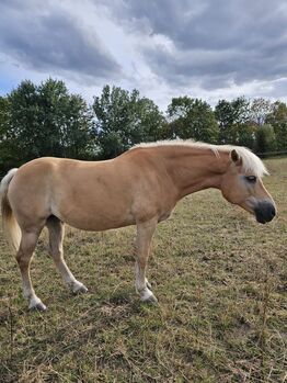 Typvolle Haflingerstute mit hervorragender Abstammung