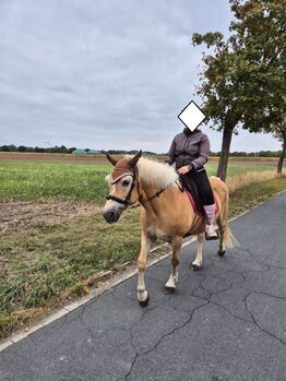 Typvolle Haflingerstute mit hervorragender Abstammung