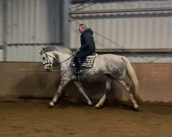 Typvolle Irish Draught Stute, Wolfgang Distel, Horses For Sale, Elze Esbeck