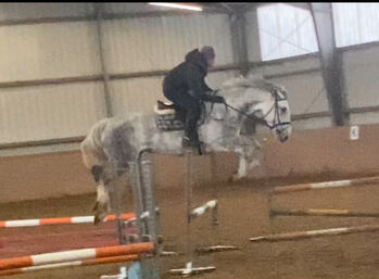 Typvolle Irish Draught Stute