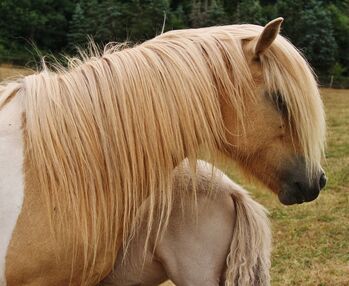 Typvolle Isländer Palominoscheck Stute Zucht und Reiten