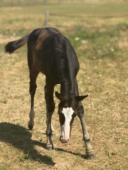 Typvolle Paint Horse Stute mit traumhaftem Charakter und bester Allround-Abstammung