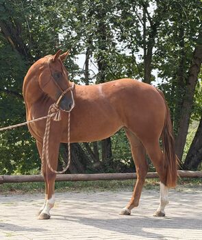 Typvolle QH Nachwuchsstute mit Qualität und Perspektive
