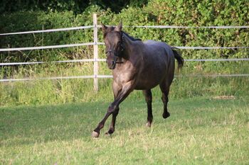 Typvolle Quarter Horse Stute in blue roan, Kerstin Rehbehn (Pferdemarketing Ost), Pferd kaufen, Nienburg