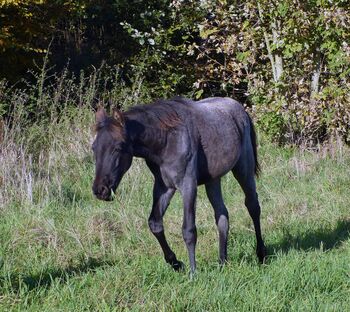 Typvolle Quarter Horse Stute in blue roan