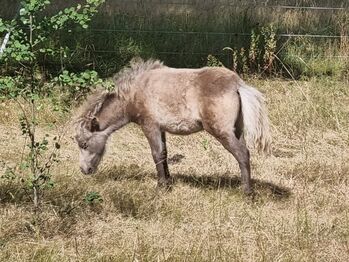 Typvolle Shettystute in Sonderfarbe Silver Buckskin