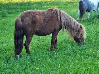 Typvolle Stute Original Shetland Verbandsprämie, Nadine  (Shettyzucht Frechdachs ), Horses For Sale, Heringen