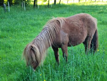 Typvolle Stute Original Shetland Verbandsprämie