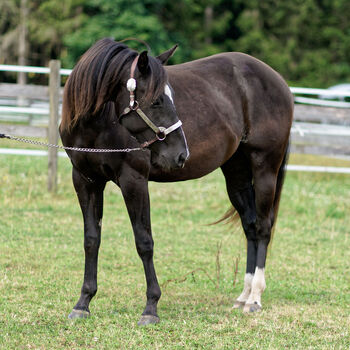 Typvoller, bildschöner High Roller Whiz Nachwuchs in Top-Farbe