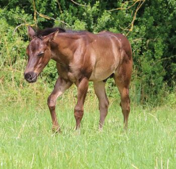 Typvoller blue roan Quarter Horse Hengst