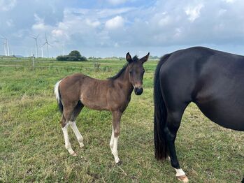 Typvoller Paint Horse Nachwuchs in Black Tobiano, Kerstin Rehbehn (Pferdemarketing Ost), Horses For Sale, Nienburg