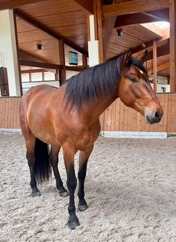 Typvoller PRE-Wallach mit bestem Charakter sucht neues Zuhause