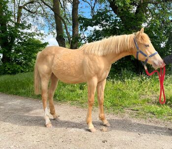 Typvoller Quarter Horse Wallach in Sonderfarbe - Prämienfohlen mit Zukunft
