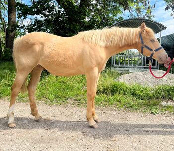 Typvoller Quarter Horse Wallach in Sonderfarbe - Prämienfohlen mit Zukunft, Kerstin Rehbehn (Pferdemarketing Ost), Pferd kaufen, Nienburg