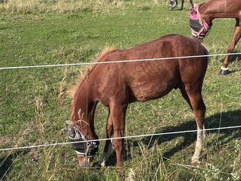 Typvoller Quarter Horse Youngster mit Top-Abstammung