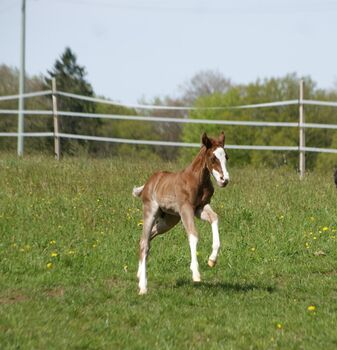 Typvolles Quarter Horse Hengstfohlen mit toller Zeichnung