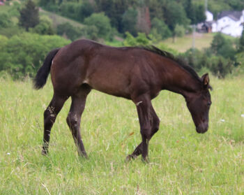 Typvolles Quarter Horse Stutfohlen in blue roan, Kerstin Rehbehn (Pferdemarketing Ost), Pferd kaufen, Nienburg