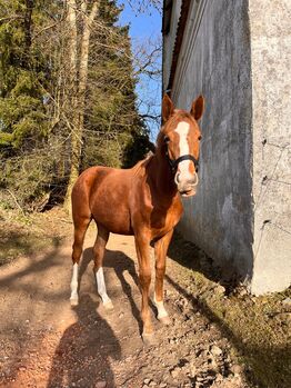 Typvolles Stutfohlen, Jährlingsstute,Nachwuchs Dressurpferd
