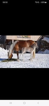 Verkaufe Tiroler Haflinger Stute