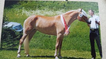 Verkaufe Tiroler Haflinger Stute, Zangerl Daniel , Horses For Sale, See