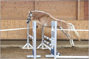 Tiroler Haflinger Stute Skyfall, Carina Thurner, Horses For Sale, Imsterberg