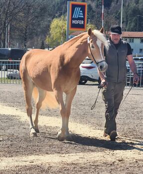 Tiroler Haflinger Stute Skyfall, Carina Thurner, Horses For Sale, Imsterberg