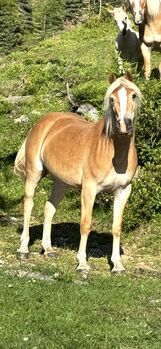 Tiroler Haflinger Zuchtstute