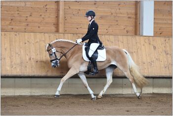 Tiroler Haflinger Stute Skyfall