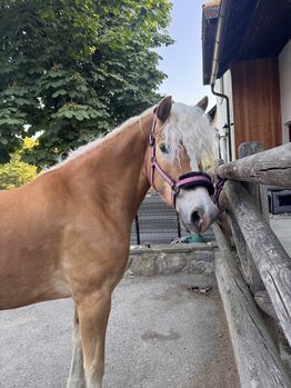 Tiroler Haflinger-Stute der Extraklasse (tragend), Larissa Lea, Horses For Sale, St. Pölten
