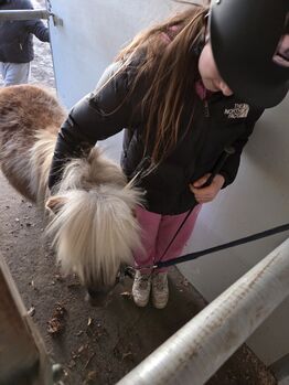 Dt. Partbred Shetty Wallach, Mini-Shetty, Shetty