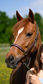 Deutsches Reitpony