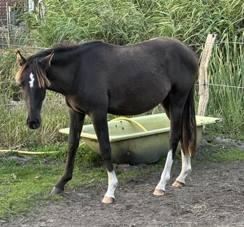 Deutsches Reitpony