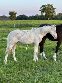 Deutsches Reitpony