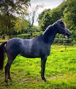 Deutsches Reitpony, Hanneliese Claus , Horses For Sale, Westerstede 