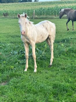 Deutsches Reitpony 1 Jahr Stute