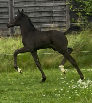 Deutsches Reitpony Hengst, Annika, Horses For Sale, Neuschoo 