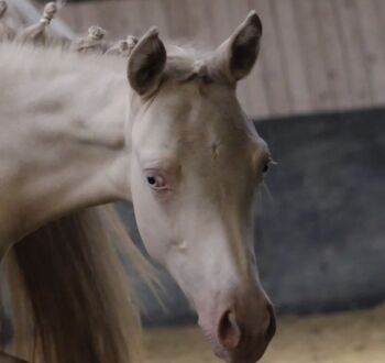 Deutsches reitpony Hengstfohlen kann ab sofort ausziehen !!