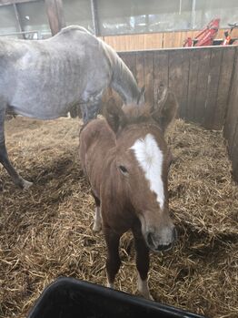Deutsches Reitpony ,mit Hengstfohlen