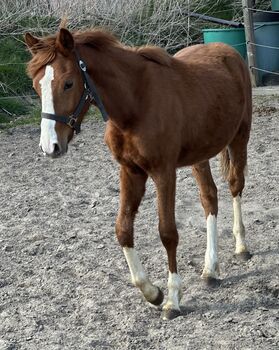 Deutsches Reitpony Jährling Hengst